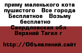 приму маленького кота пушистого - Все города Бесплатное » Возьму бесплатно   . Свердловская обл.,Верхний Тагил г.
